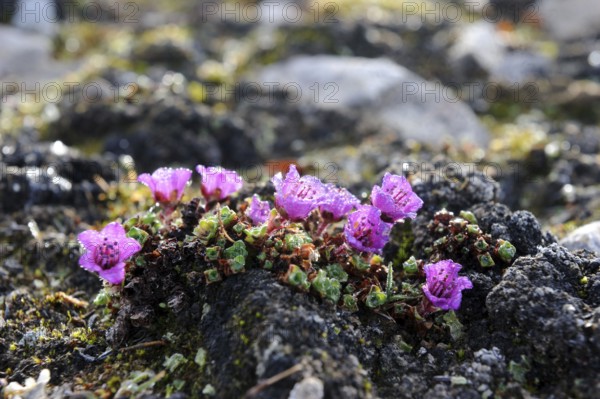 Purple saxifrage (Saxifraga oppositifolia), Devon Island, Nunavut, Canada, Opposite-leaved