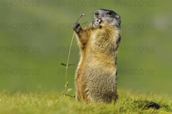Alpine Marmot (Marmota marmota) Alpine Marmot, Hohe Tauern National Park, Heiligenblut, Austria,