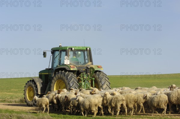 Shepherd on tractor with flock of sheep, Villafafila, Zamora, Castile-Leon, Spain, domestic sheep,