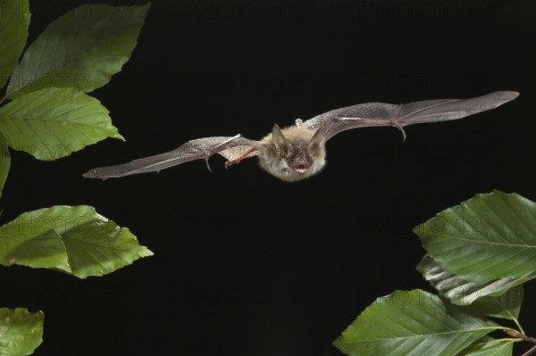 Bechstein's Bat (Myotis bechsteinii), Germany, Europe