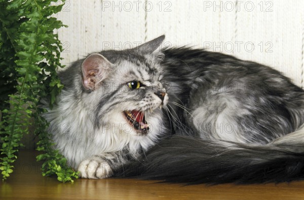 Silver Tabby Maine Coon Domestic Cat, Adult Snarling near Pot Plant