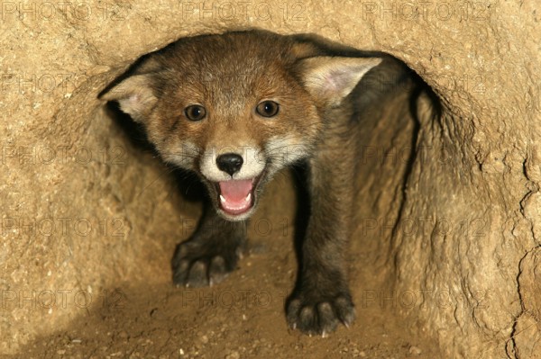 Red Fox (vulpes vulpes), Cub calling at Den Entrance, Normandy