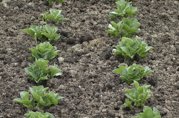 Broad Breans at Garden (vicia) faba