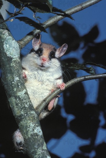 Garden Dormouse (eliomys quercinus), Adult standing on Branch