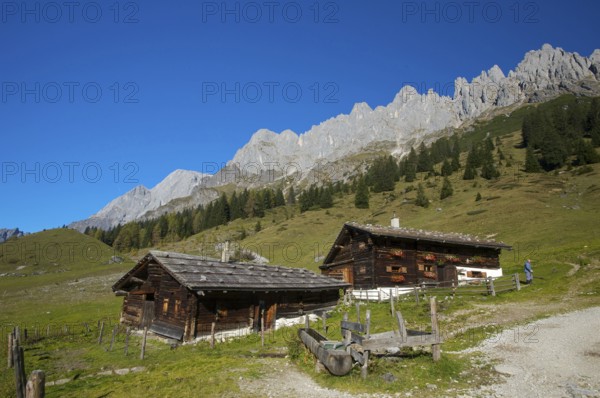 Alpine pasture near the Arthurhaus in Mühlbach in front of the Mandlwänden of the Hochkönig in
