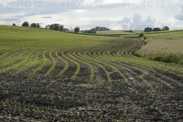 Agriculture area near Ilmried, spring, May, agriculture, field, farming, acre, Pfaffenhofen an der