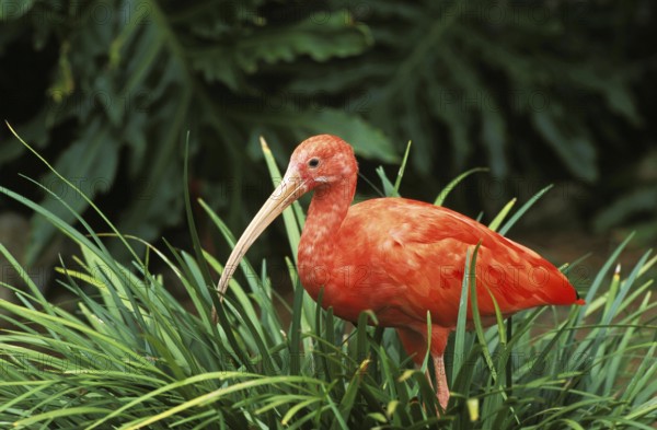 Scarlet Ibis (eudocimus ruber), Adult