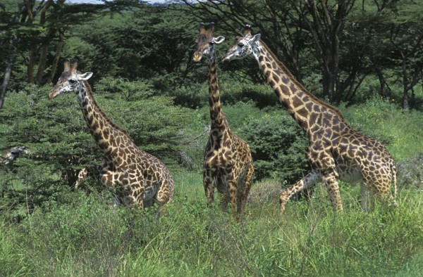 Masai Giraffe (giraffa camelopardalis tippelskirchi), Herd of Adults in Kenya