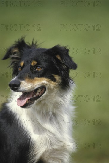 Portrait of Border Collie Dog