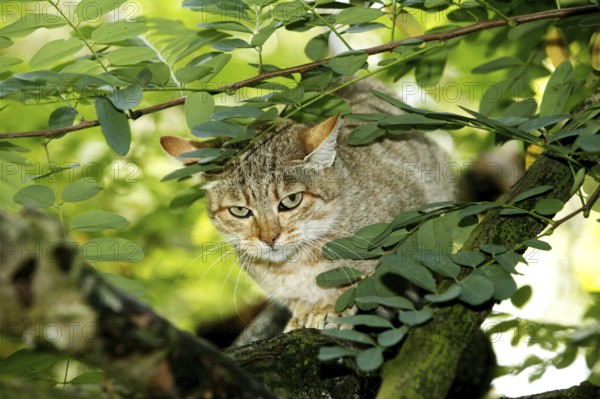 AFRICAN WILDCAT (felis silvestris lybica), ADULT STANDING ON BRANCH