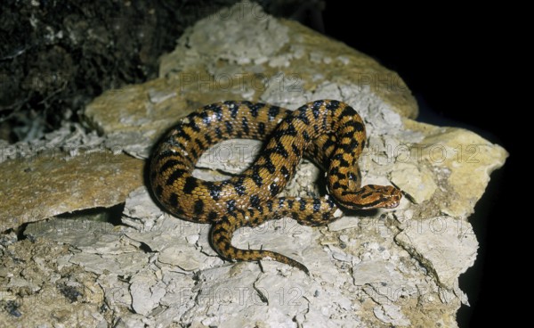 Asp Viper (vipera aspis), Adult standing on Rock, Venomous Snake in France