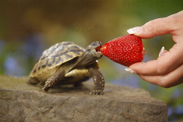 Greek tortoise being fed strawberry (Testudo hermanni boettgeri), Greek tortoise