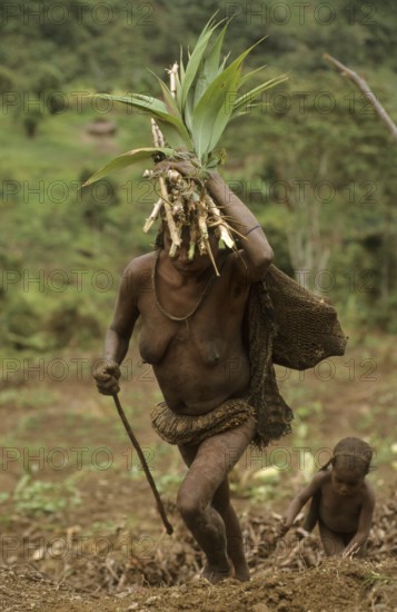 Yali woman with freshly harvested taro, West Papua, West New Guinea, Irian-Jaya, Indonesia, Asia