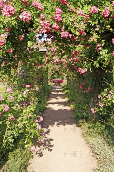 Pergola of roses, Rosarium, Park Rosenhöhe, Darmstadt, Hesse, Rosenhöhe, Rose pergola, Germany,