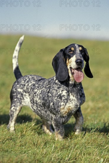 Gascogne Basset or Basset Bleu de Gascogne, adult on grass