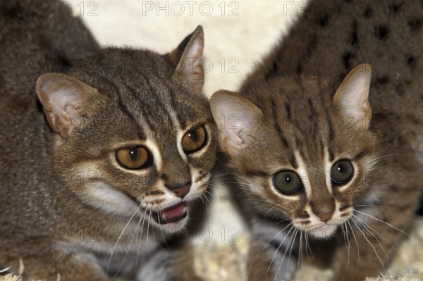 Rusty-Spotted Cat (prionailurus rubiginosus), Female with Young