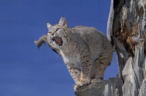 Bobcat (lynx rufus), Adult Yawning, Canada, North America