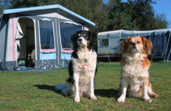 Mixed Breed Dogs in front of tent on campground, Netherlands, Mixed breed dogs in front of tent on