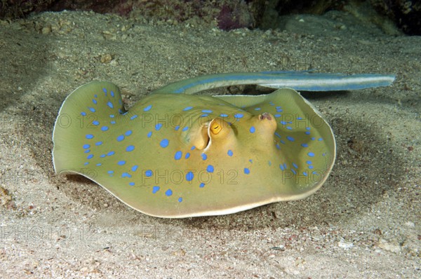Blue-spotted stingray (Taeniura lymma)