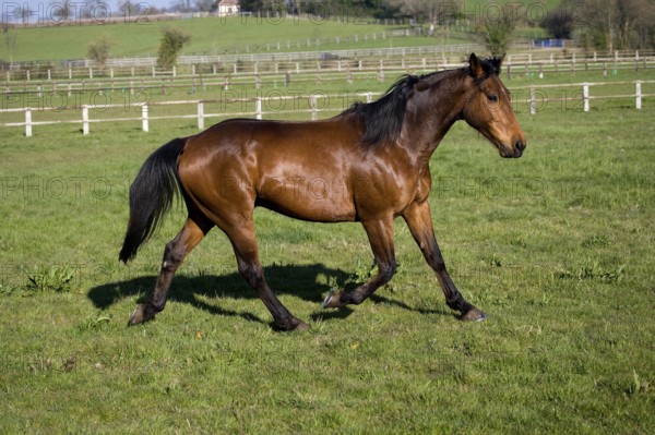 French trotter horse, male in paddock, Normandy