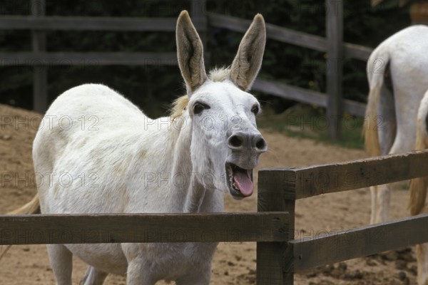 Egyptian White Donkey Screaming, Shouting