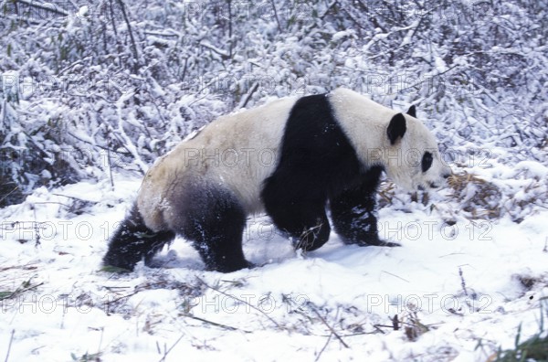 Giant Panda (ailuropoda melanoleuca), Adult on Snow, Wolong Reserve in China
