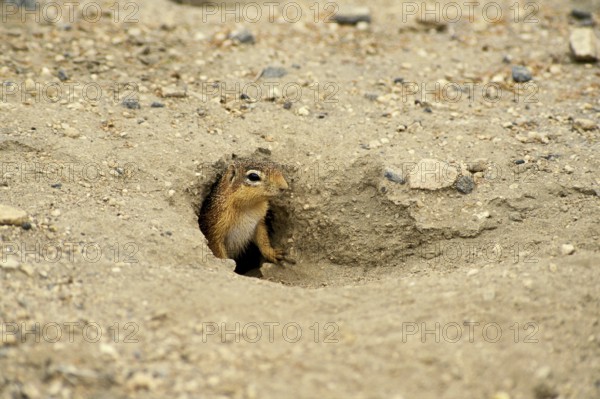 Pallid Ground Squirrel (xerus rutilus), Adult at Den Entrance, Kenya, Africa