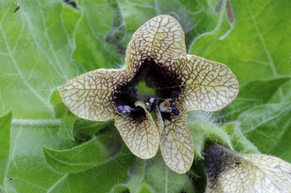 Black henbane (Hyoscyamus niger)