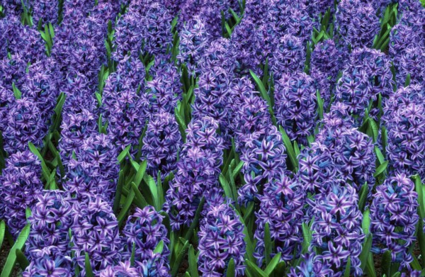 Hyacinths 'Blue Jacket' (Hycinthus orientalis hybrid)