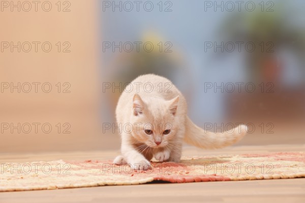 British shorthair cat, kitten, cream, 4 months, scratches at carpet, BKH, sharpen claws, sharpen