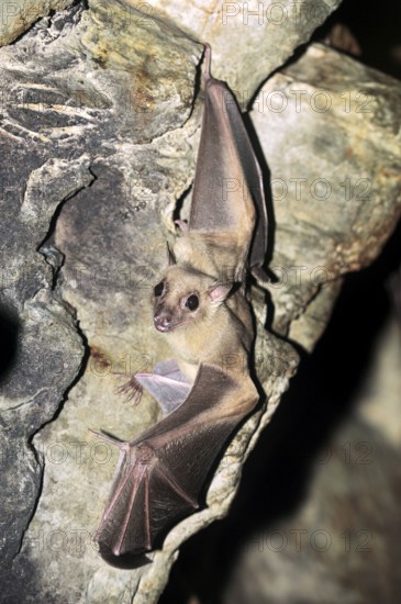 Egyptian fruit bat (Rousettus aegyptiacus)