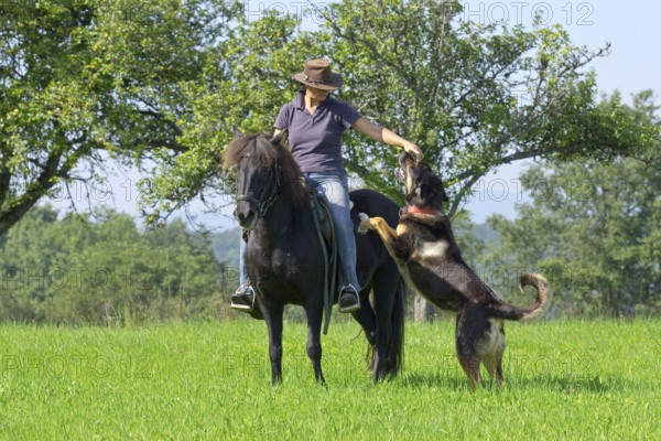 Woman rides Icelandic pony, accompanied by mixed-breed dog, Icelandic horse, Icelander, horseback