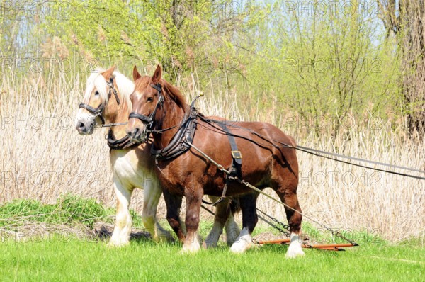 Breton cold-blooded horse, Breton, Cold-blooded horse, Harrow, Two-in-hand, Harness