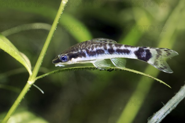 Dwarf Suckermouth (Otocinclus vittatus), Otocinclus Catfish