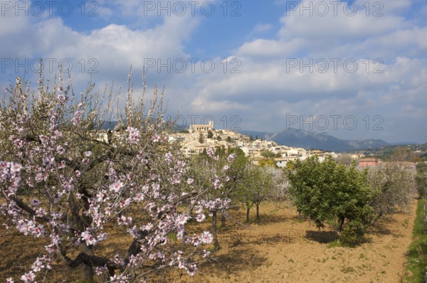 Almond blossom, Selva, Tramuntana, Majorca, Balearic Islands, Spain, Europe