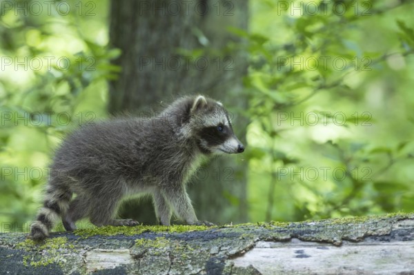Raccoon (Procyon lotor) , Young animal, Lower Saxony, Germany, Europe