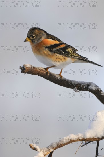 Brambling (Fringilla montifringilla), Lower Saxony, Germany, Europe