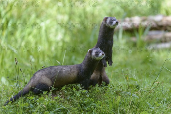 Polecat, marten