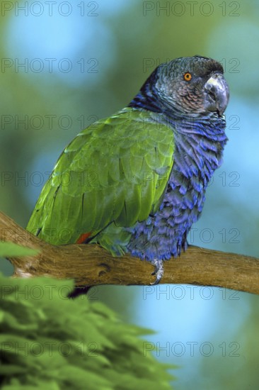 Imperial Amazon (Amazona imperialis), Kaiseramazone, Karibik, Caribbean