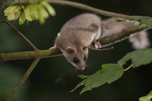 Edible dormouse (Glis glis) Rhineland-Palatinate, Germany, Europe