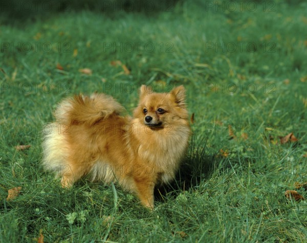 MINIATURE GERMAN SPITZ DOG, ADULT STANDING ON GRASS