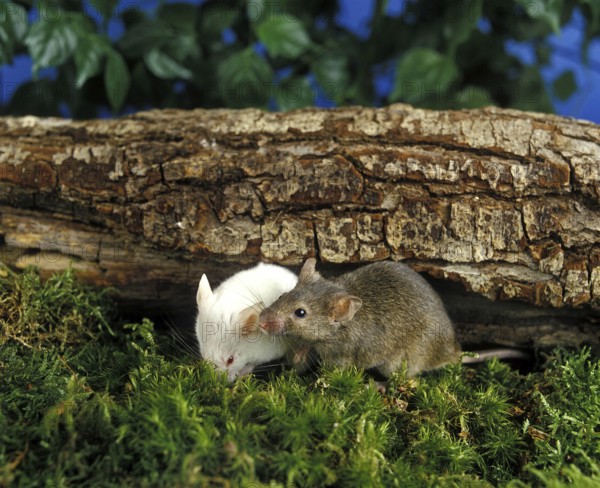 White Mouse and House Mouse (mus musculus)