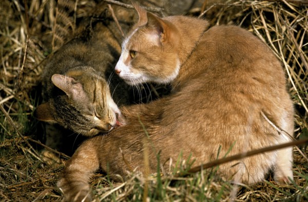 Domestic Cat, Adult Licking, Grooming