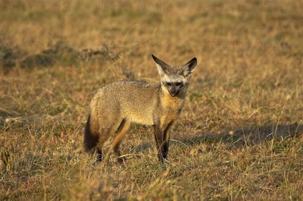 Bat Eared Fox (otocyon megalotis), Adult standing on Dry Grass, Masai Mara Park