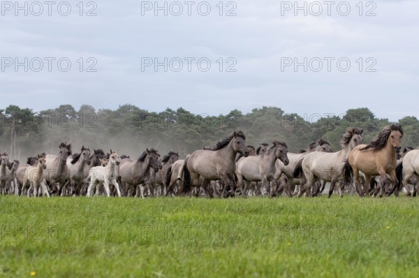 Dülmen ponies, wild horses, mares, Dülmen, Münsterland, North Rhine-Westphalia, Germany, Europe