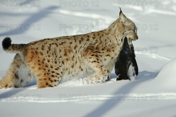 Eurasian lynx (Lynx lynx) with captured black grouse, Black grouse, lateral