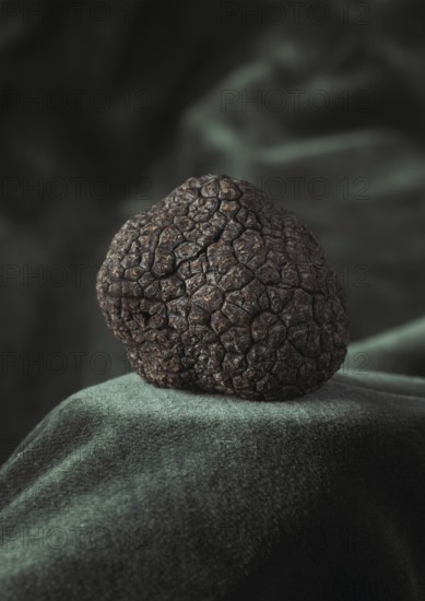 Perigord Truffle (tuber melanosporum), Mushrooms at Lalbenque Market, Lot in the South West of