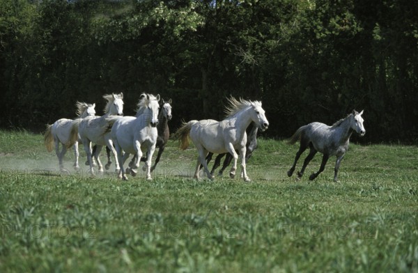 Lipizzan Horses, Herd Galloping through Meadow