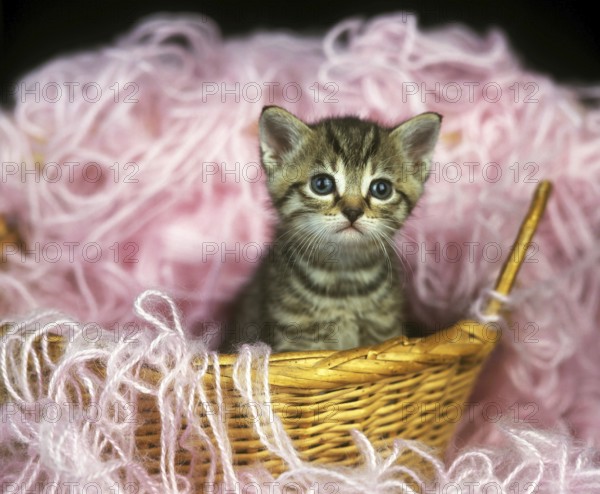 European Brown Tabby Domestic Cat, Kitten standing on Whool