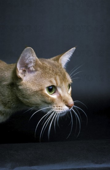 Red Abyssinian Domestic Cat, Portrait of Adult against Black Background